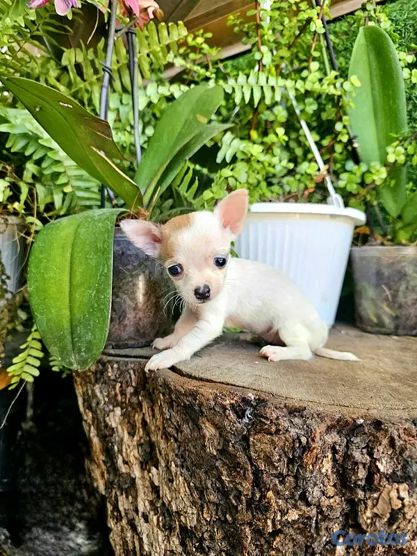animales y mascotas - chihuahua miniatura Super pequeñitos 100% 3