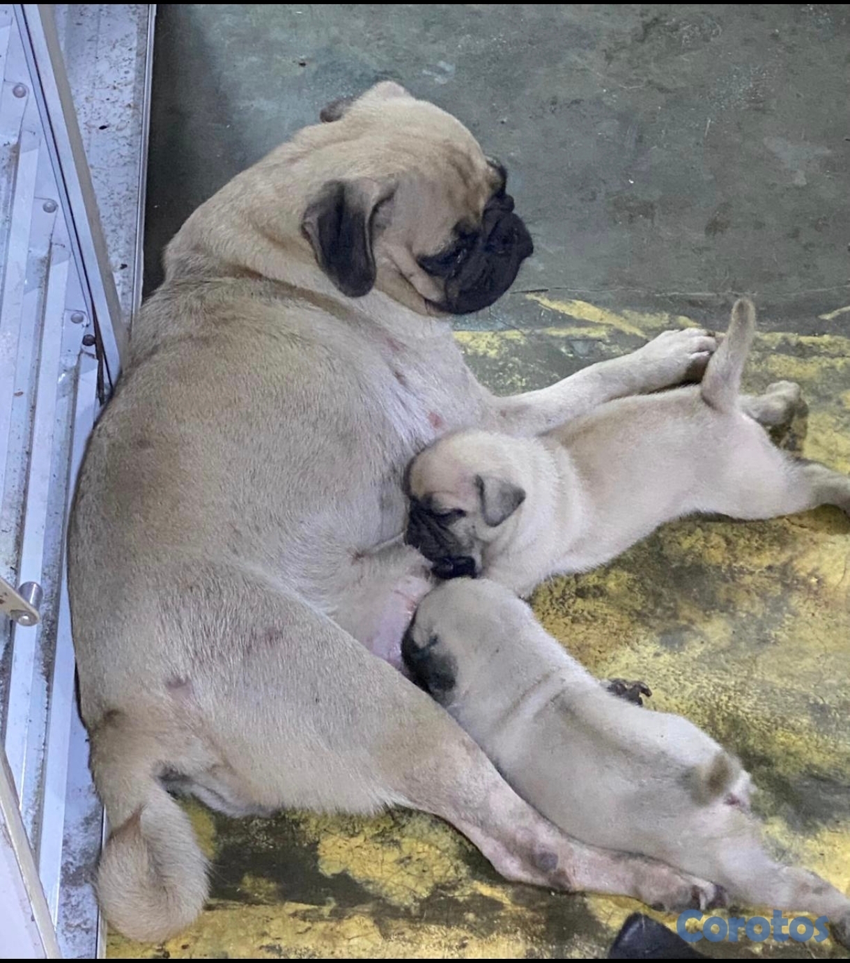 animales y mascotas -  Pug  macho y hembra 
con su dos primeras vacunas desparasita, padres presente  4