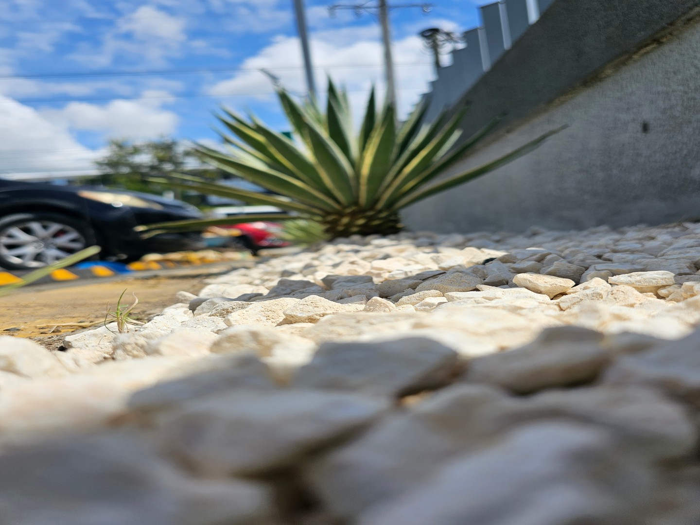 servicios profesionales - Servicios de jardineria 2