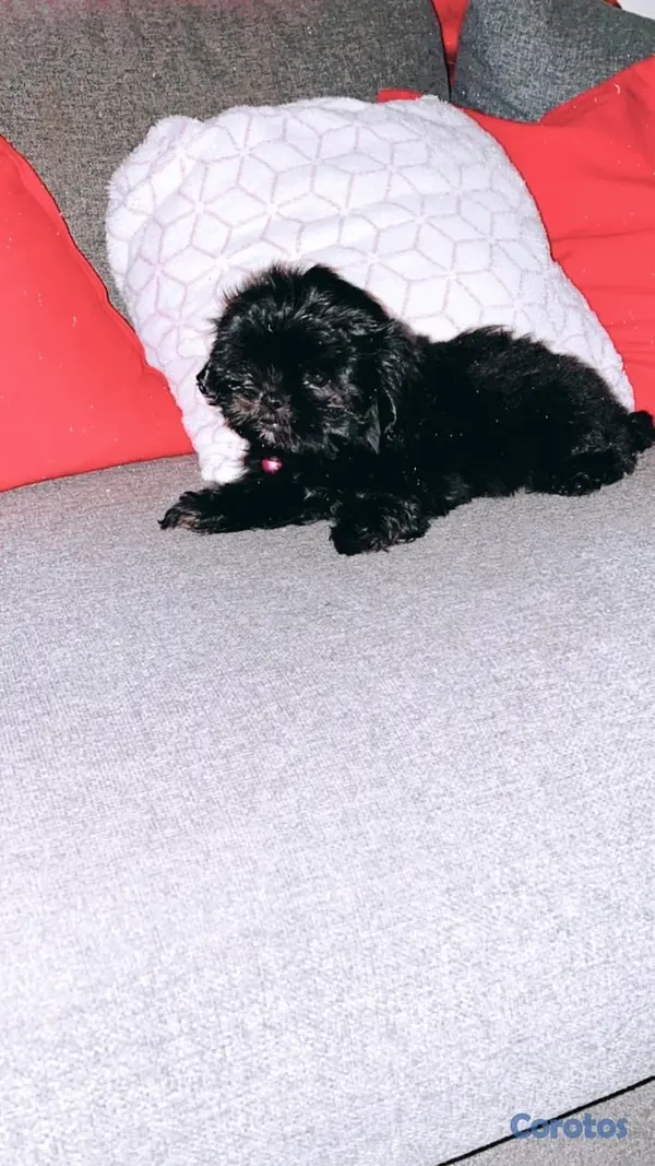 animales y mascotas - Cachorro Shih Tzu mini hembra , padres presentes  4
