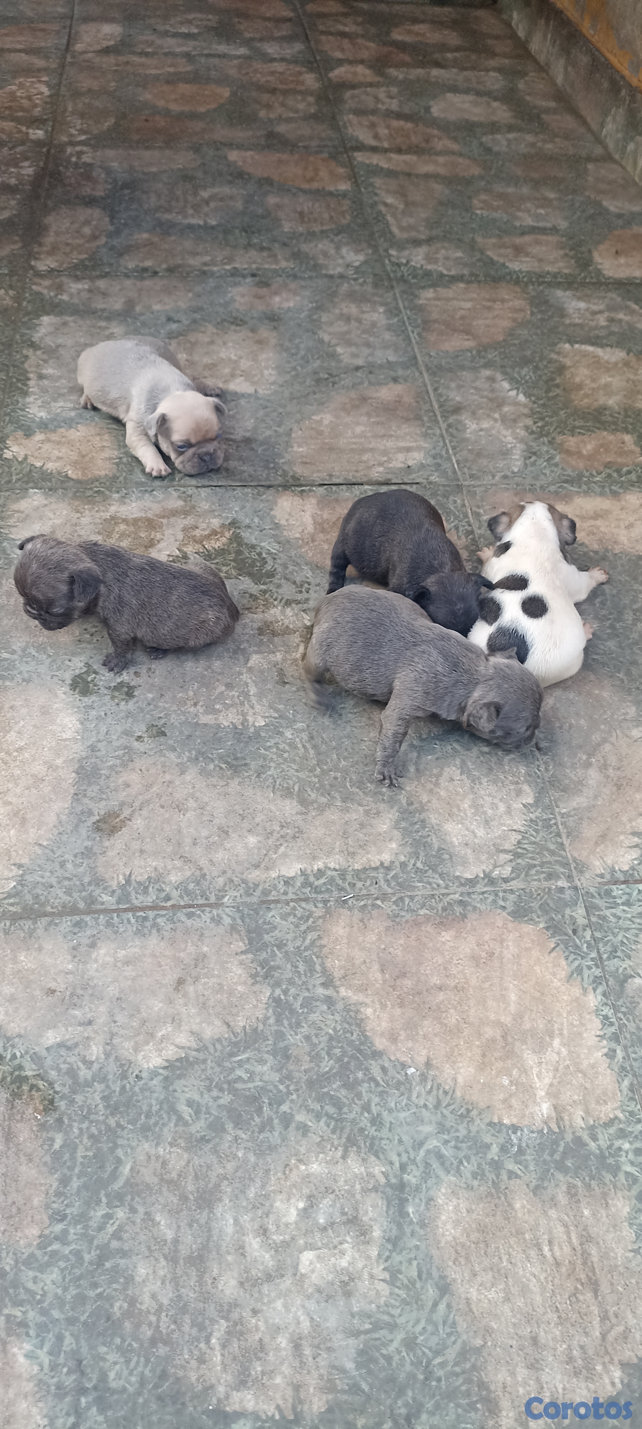 animales y mascotas - Bulldogs francés  2