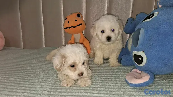 animales y mascotas - Hermosos cachorritos maltipo toy machos  9