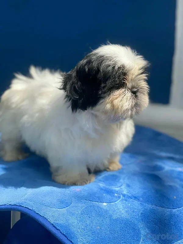 animales y mascotas - hermosos cachorritos de shitzu toy 6