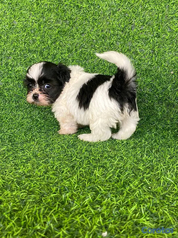 animales y mascotas - hermosos cachorritos de shipoo toy  4