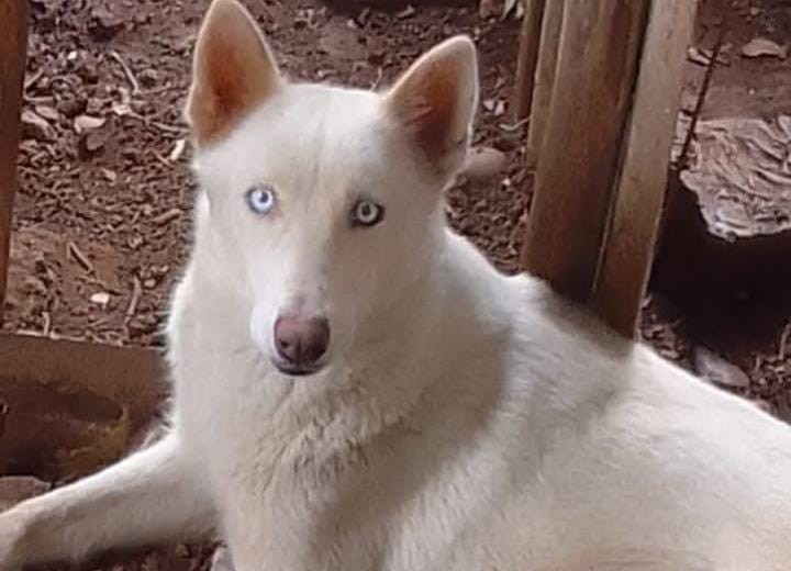 animales y mascotas - Husky siberiano 