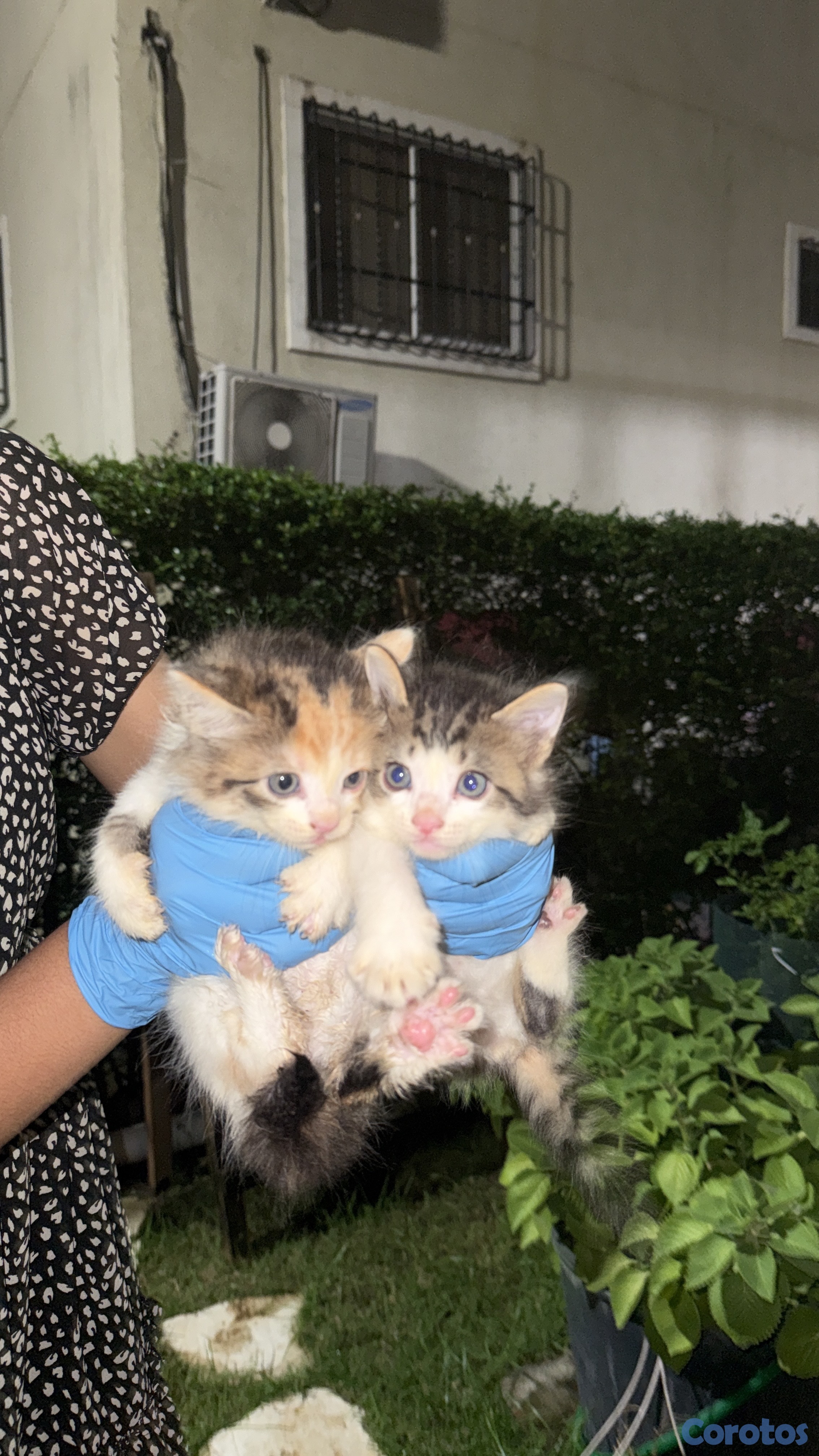 animales y mascotas - Gaticos gratis  3