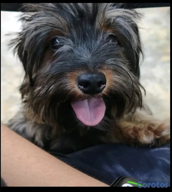 animales y mascotas -  yorkie mix 7