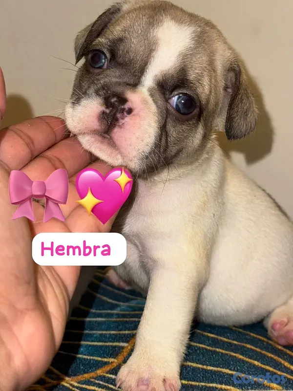 animales y mascotas - bulldog francés  3