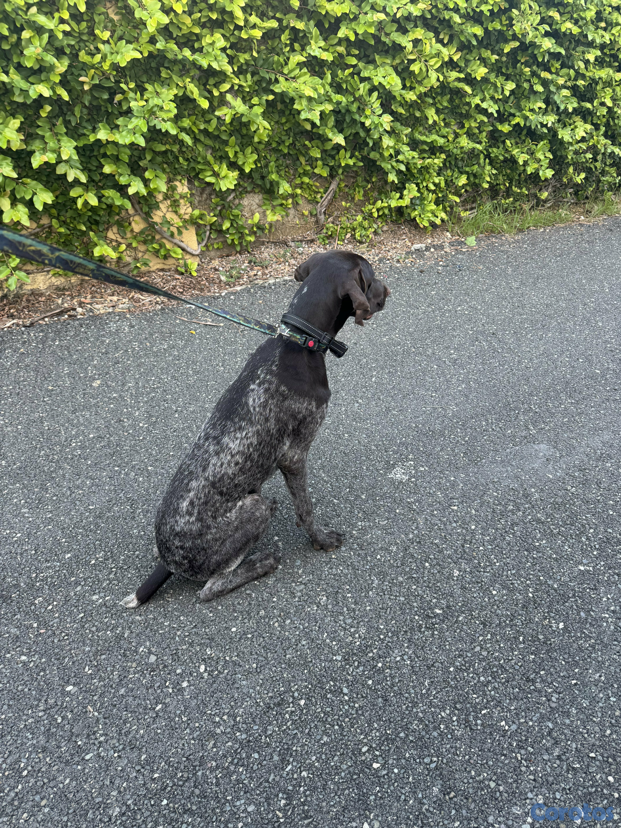 animales y mascotas - Perro Pointer o Braco Alemán en venta. 2
