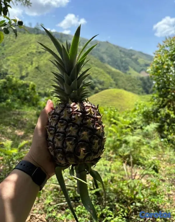 solares y terrenos - Finca en Venta Rancho Arriba  3