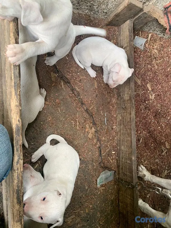 animales y mascotas - cachorros bull terrier inglés  5