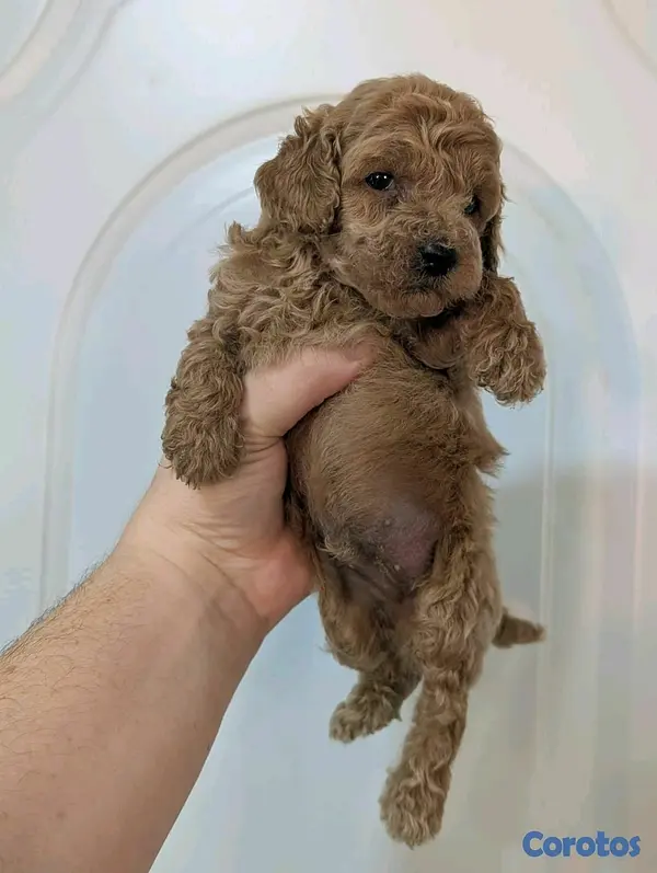 animales y mascotas - Hermosos cachorritos Poodle mini 2