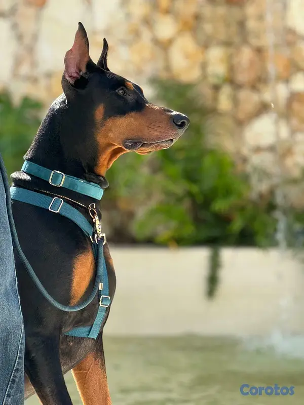animales y mascotas - Cachorras doberman 7