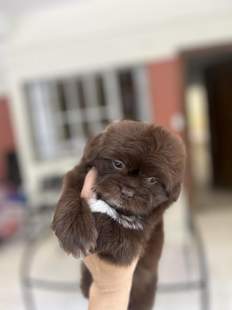 animales y mascotas - shihpoo chocolate 2