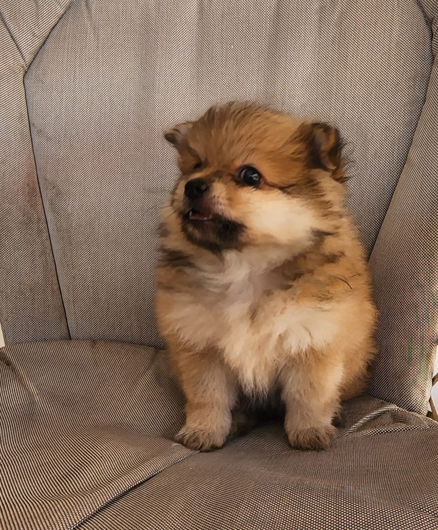 animales y mascotas - ¡Adorables cachorritos Pomeranian de 6 semanas buscan un hogar lleno de amor !