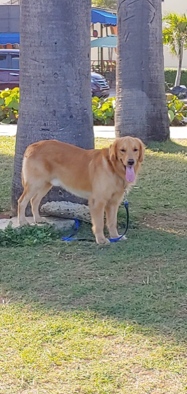 animales y mascotas - golden retriever busca novia