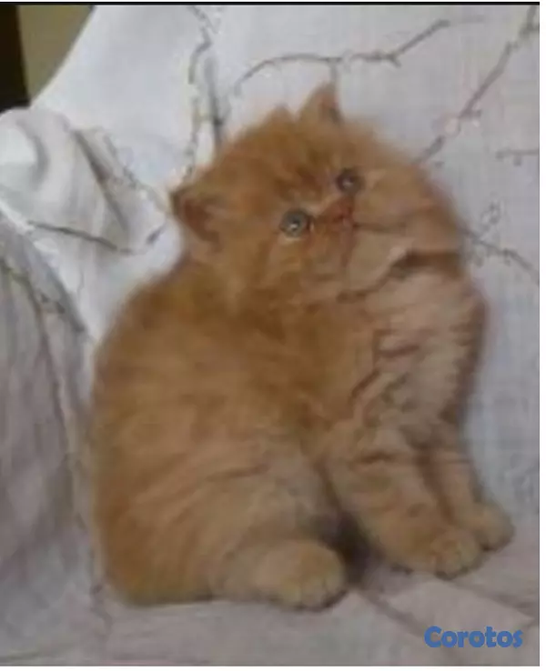 animales y mascotas - Gatitos Persas Doll Faces de Diferentes Tipos 10
