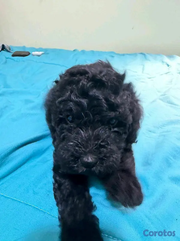 animales y mascotas - hermosos cachorritos de Goldendoodle  2