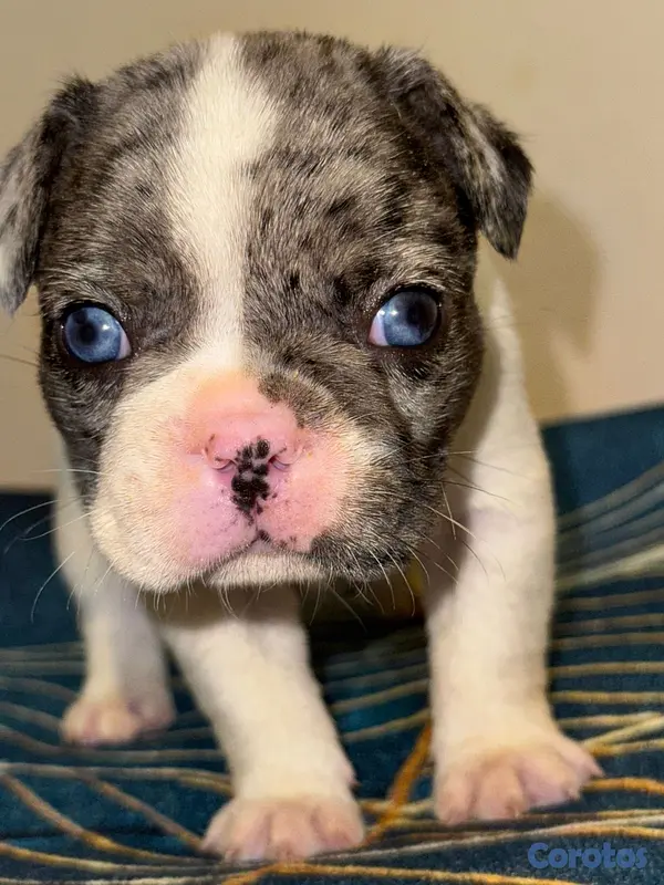 animales y mascotas - bulldog francés  2