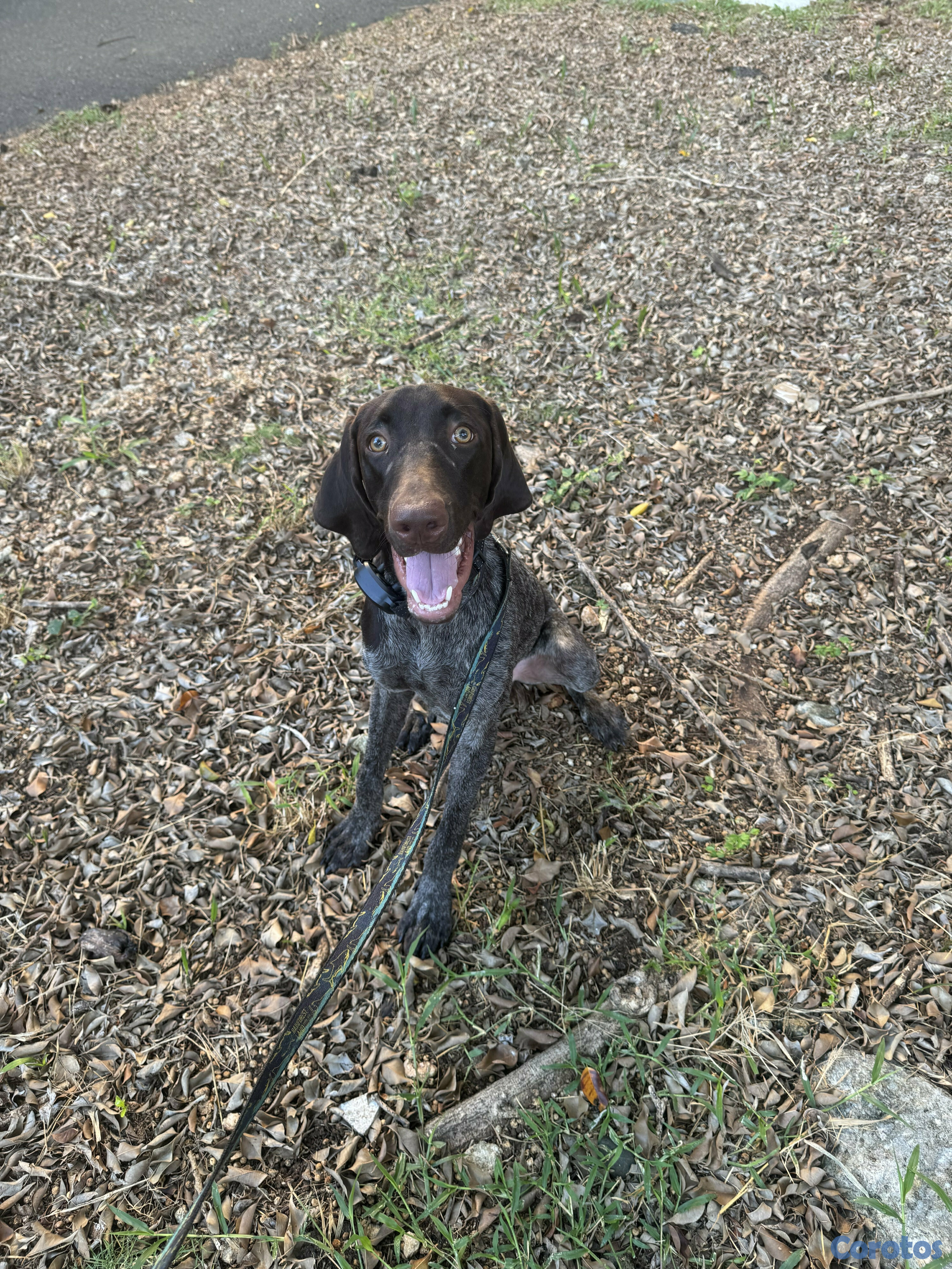 animales y mascotas - Perro Pointer o Braco Alemán en venta. 1