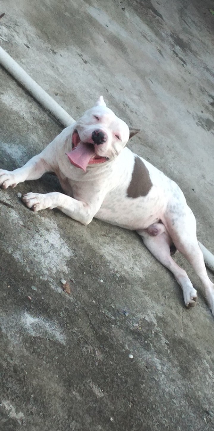 animales y mascotas - Pitbull Blue Macho para Monta