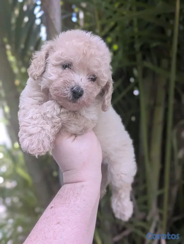 animales y mascotas - hermosos cachorritos goldendoodle 7