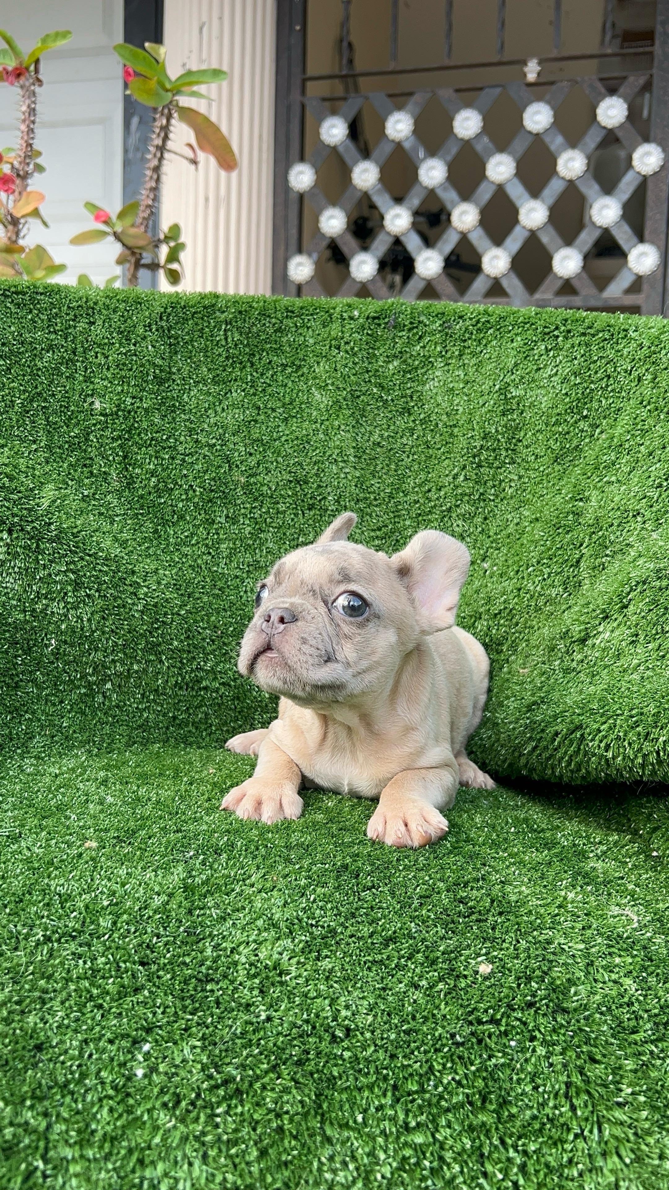 animales y mascotas - Bulldog francés  1