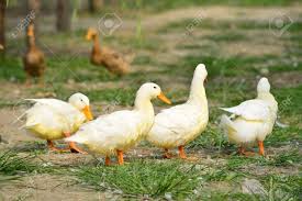 animales y mascotas - Huevos de pato en libertad