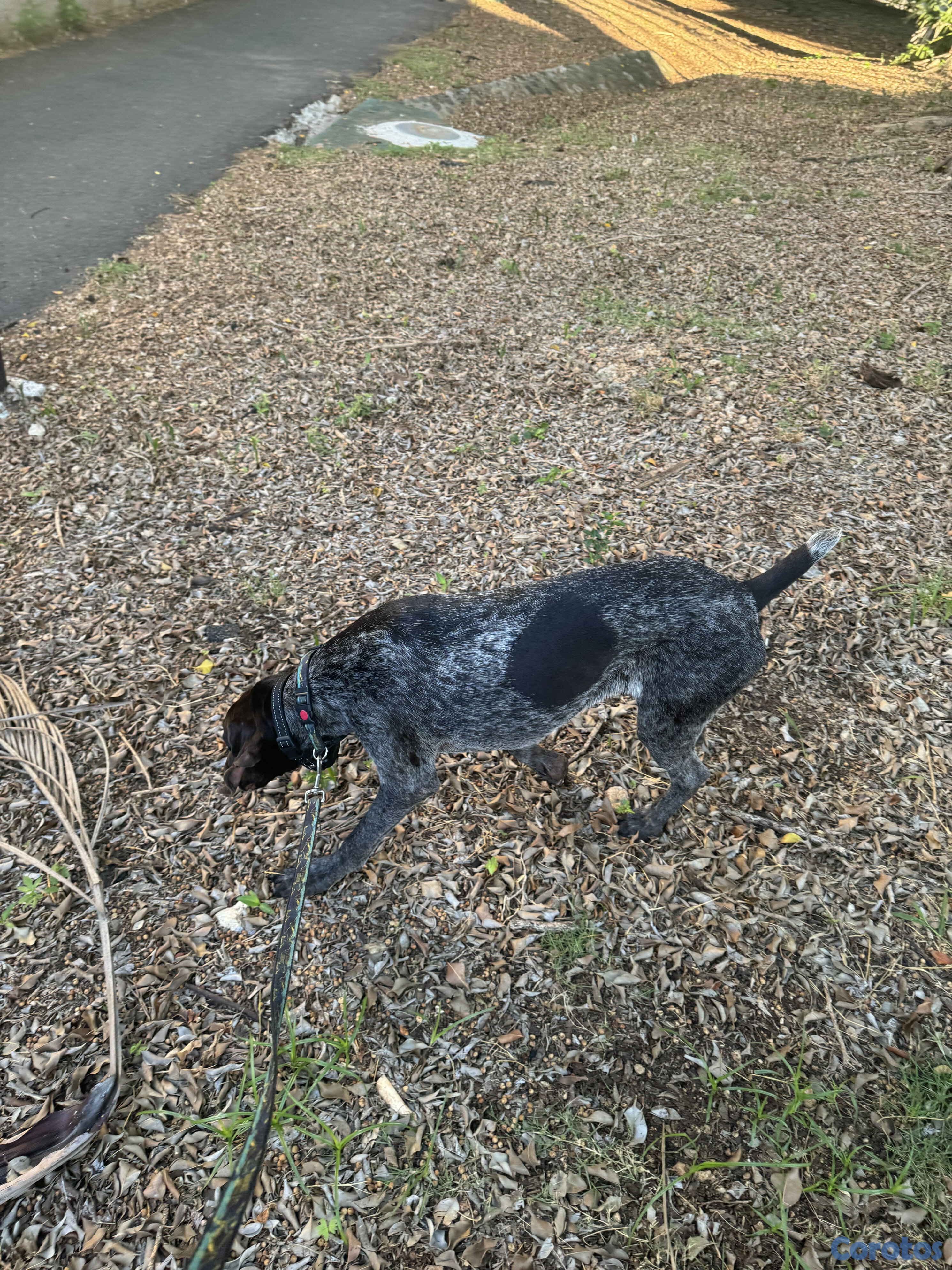 animales y mascotas - Perro Pointer o Braco Alemán en venta. 3
