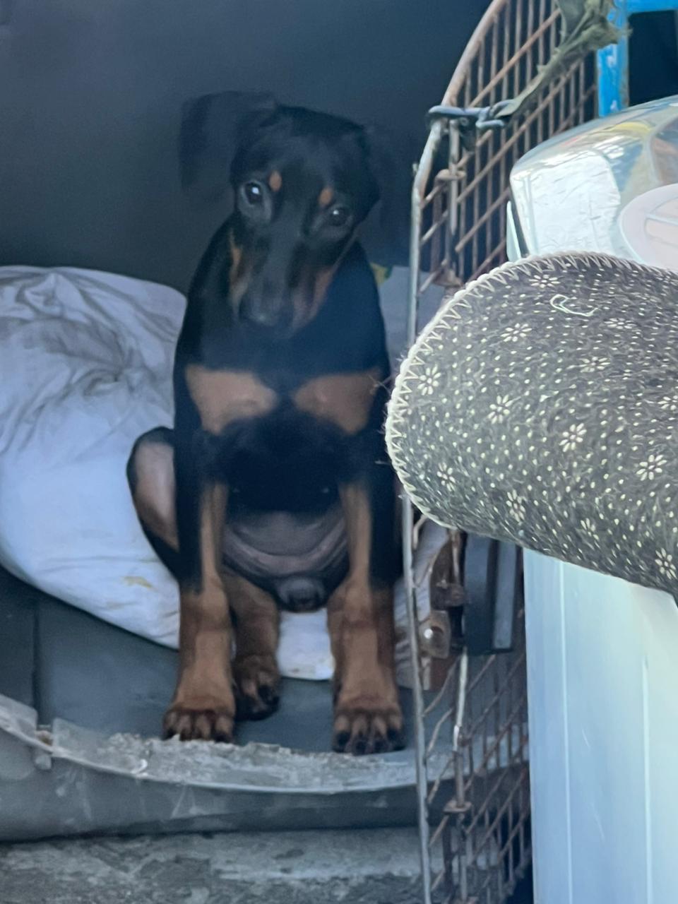 animales y mascotas - doberman 0
