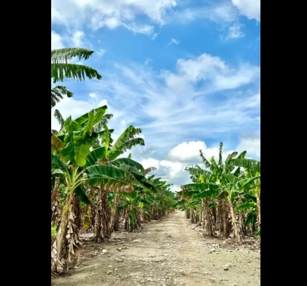 solares y terrenos - Finca 571 Tareas en Maguey, Villa Tapia 0