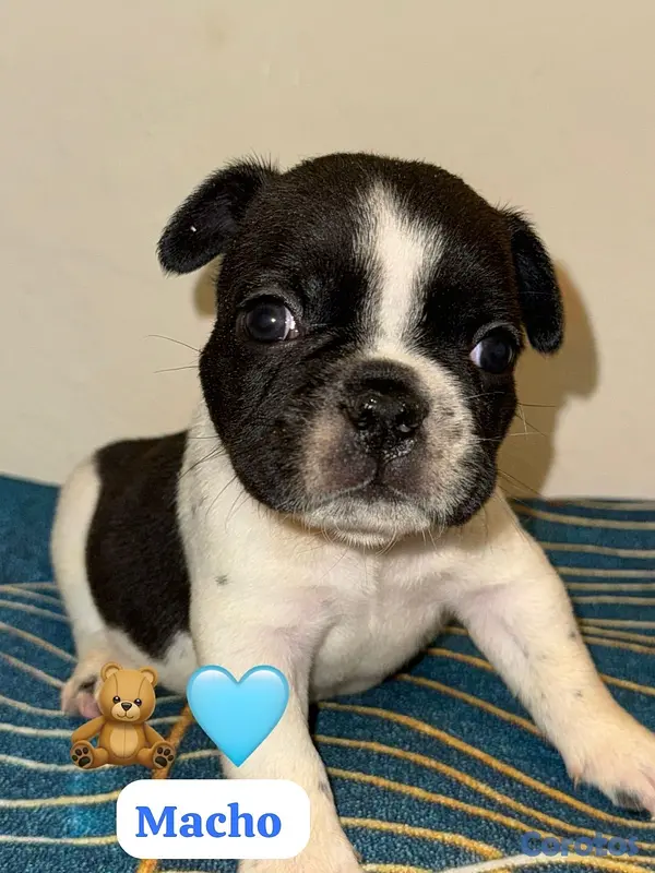 animales y mascotas - bulldog francés  5