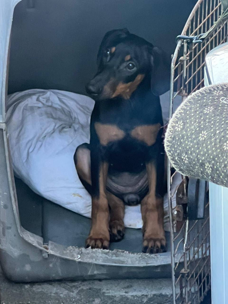 animales y mascotas - doberman 1