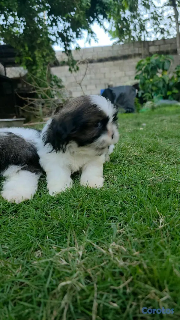 animales y mascotas - hermosos cachorritos shitzu  5