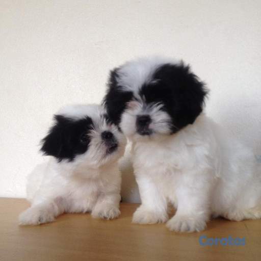animales y mascotas - Shitzu Toy 1