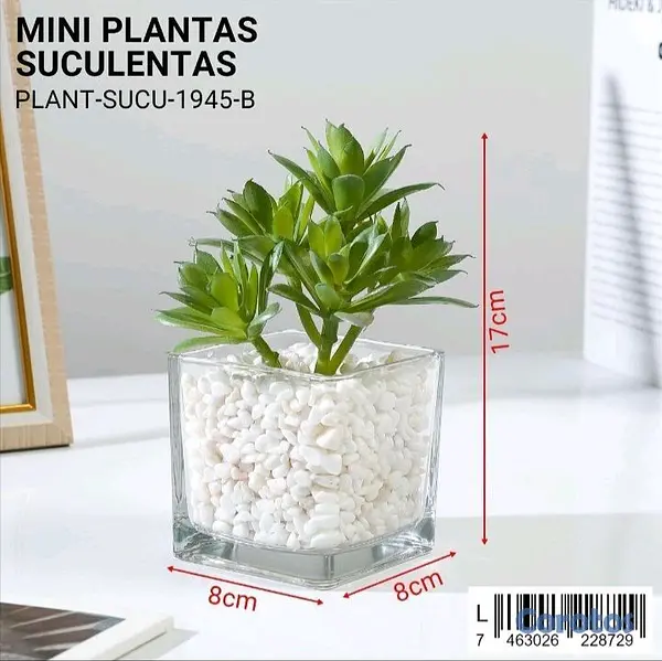 cocina - Mini plantas Suculentas  3