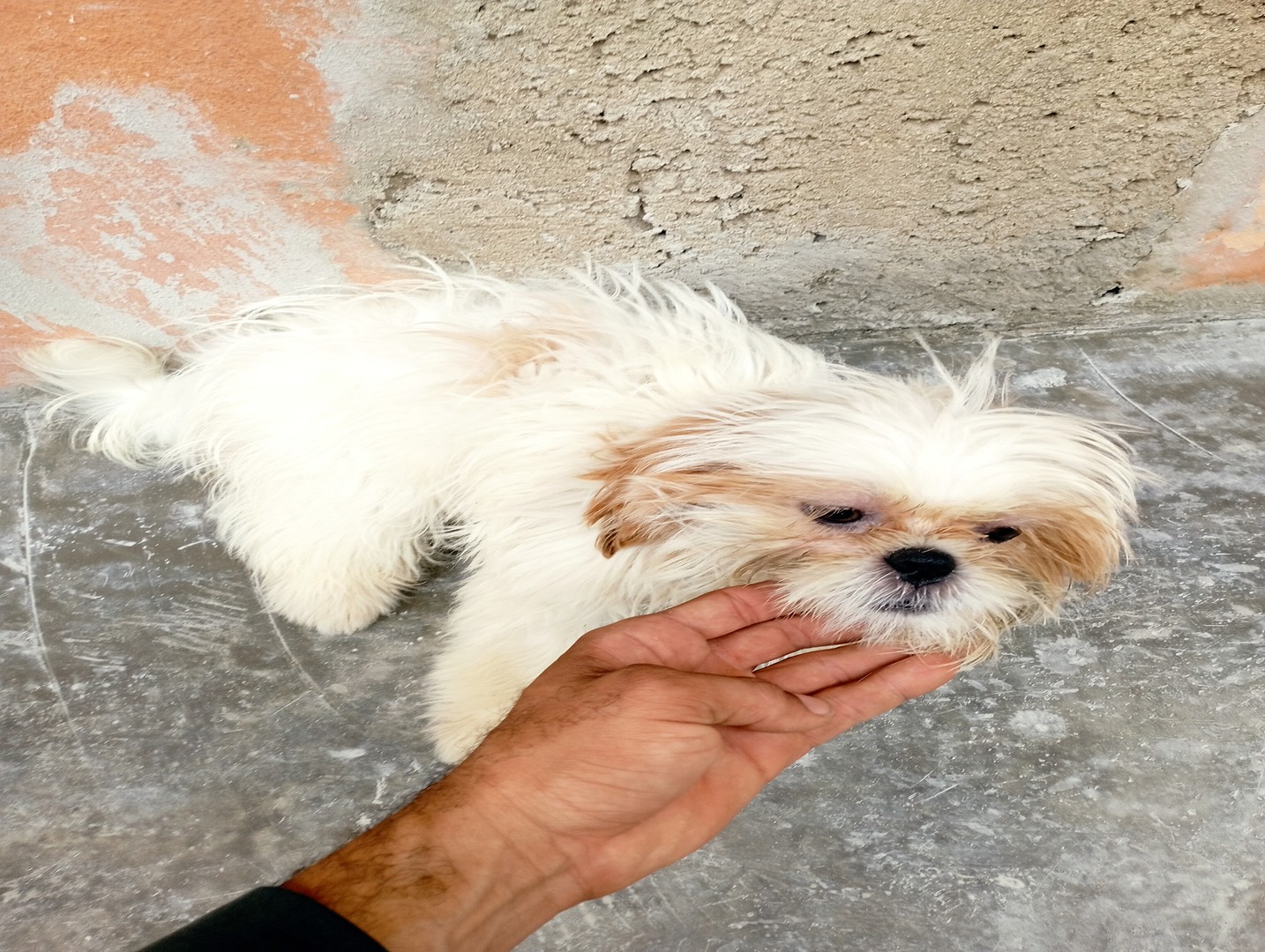 animales y mascotas - Shih tzu puro  4 meses con todas sus vacunas al dia discapacitado. Listo para 1