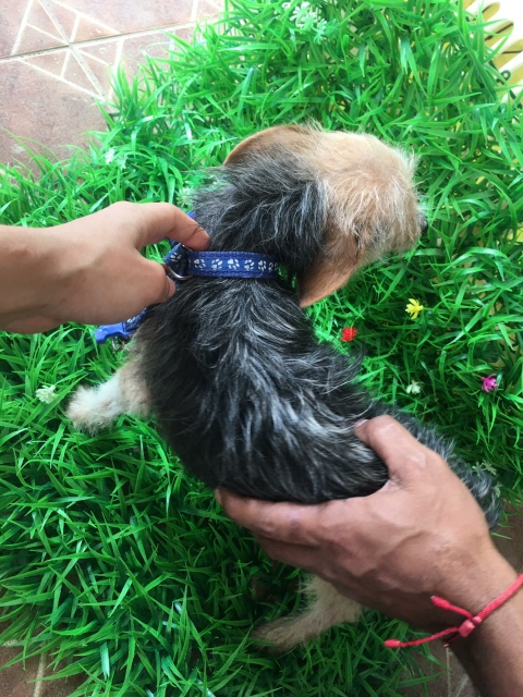 animales y mascotas - Yorkshire terrier toy macho, 8 meses disponible