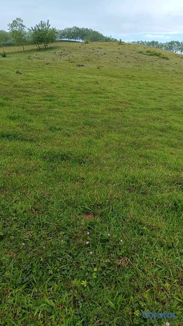 solares y terrenos - finca de 376 tareasen sabana grande de boya  2
