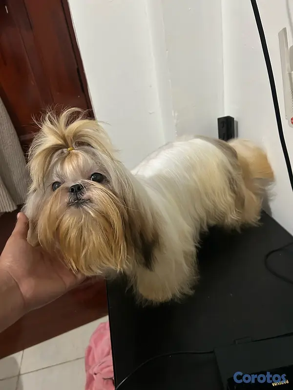 animales y mascotas - Shitzu macho abierto a monta Padrote  3