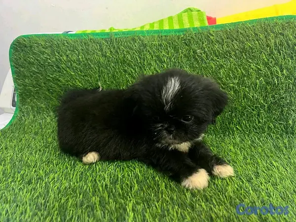 animales y mascotas - hermosos cachorritos de shipoo  5