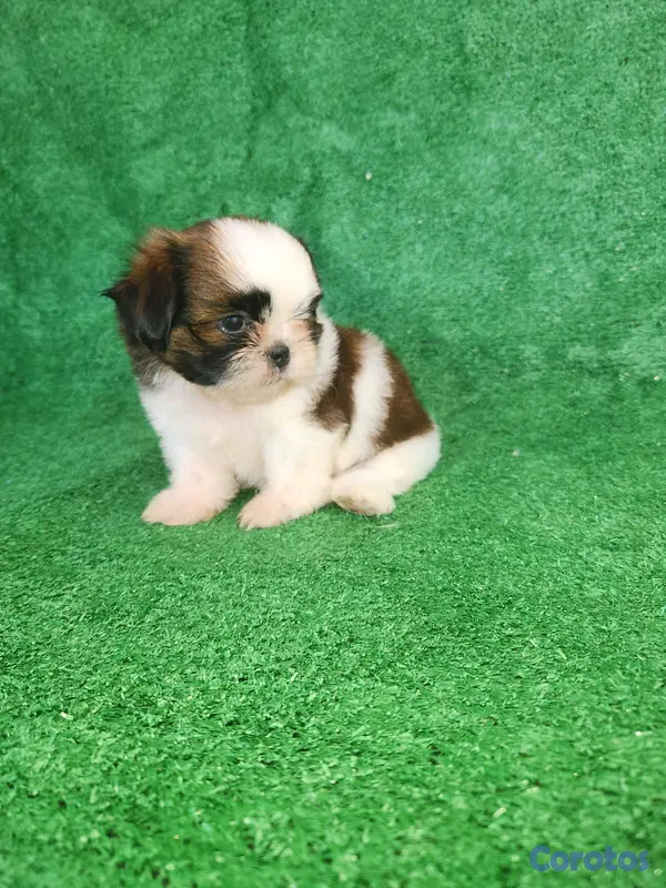 animales y mascotas - hermosos cachorritos shitzu toy  3