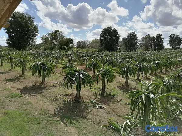 otros inmuebles - Finca en Venta Ubicada en San Pedro de Macorís Macoris 9
