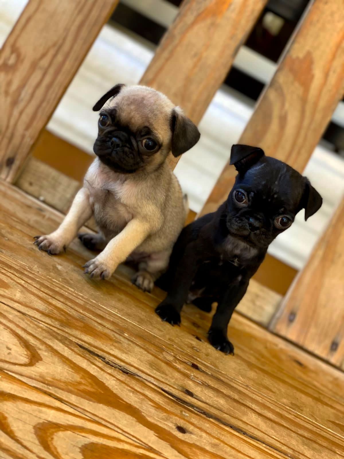 animales y mascotas - Pug Macho y Hembra 
