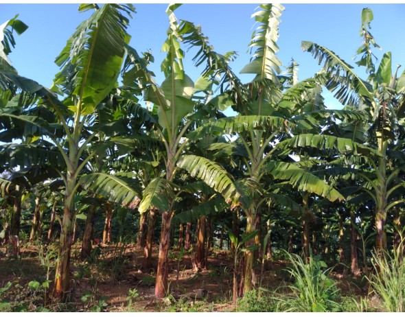 solares y terrenos - Finca 125 tareas en Villa Tapia cenovi sembradas de plátano
