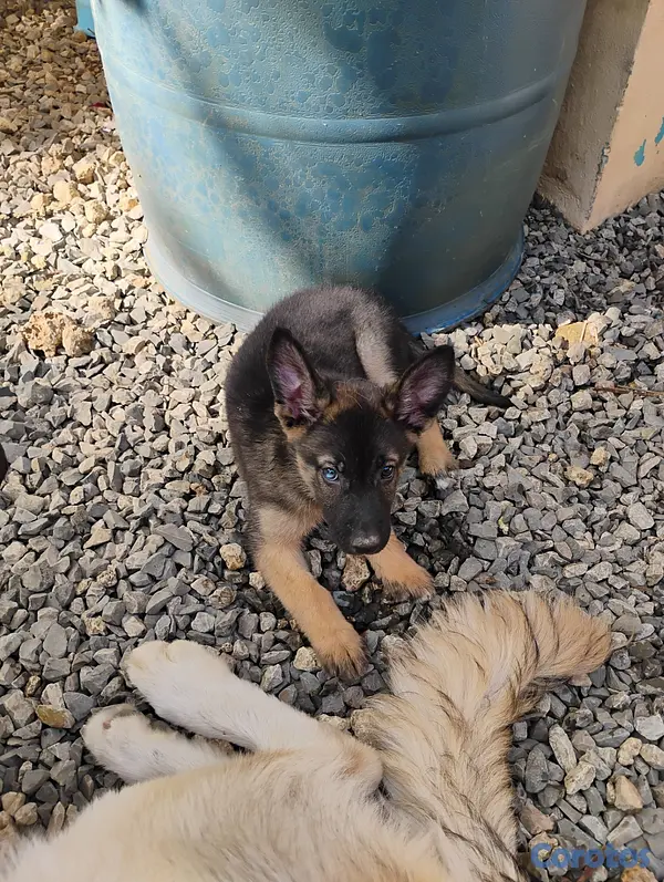 animales y mascotas - Pastor alemán con Husky  2
