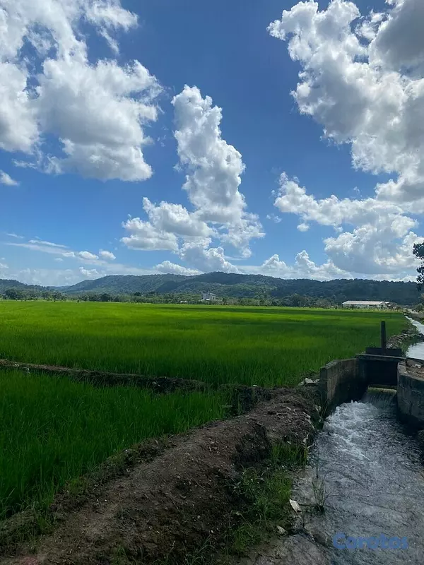 solares y terrenos - Se Vende Finca de Arroz en San Francisco de Macorís Macoris 1