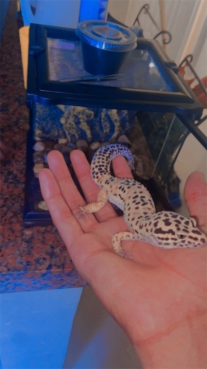 animales y mascotas - gecko leopardo adulto