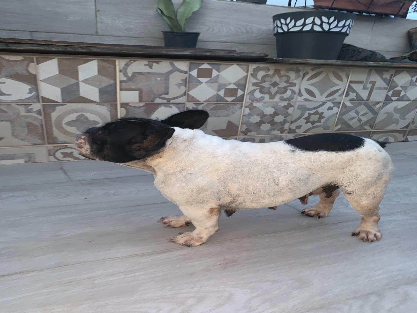 animales y mascotas - Bulldog frances hembra adulta