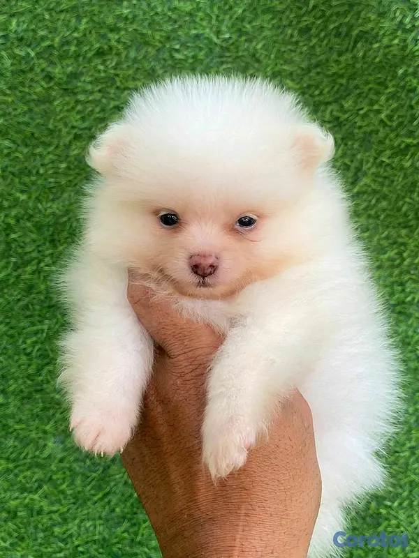 animales y mascotas - hermosos cachorritos pomerania mini 4